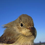 Mindre flugsnappare, Sundre 20120829